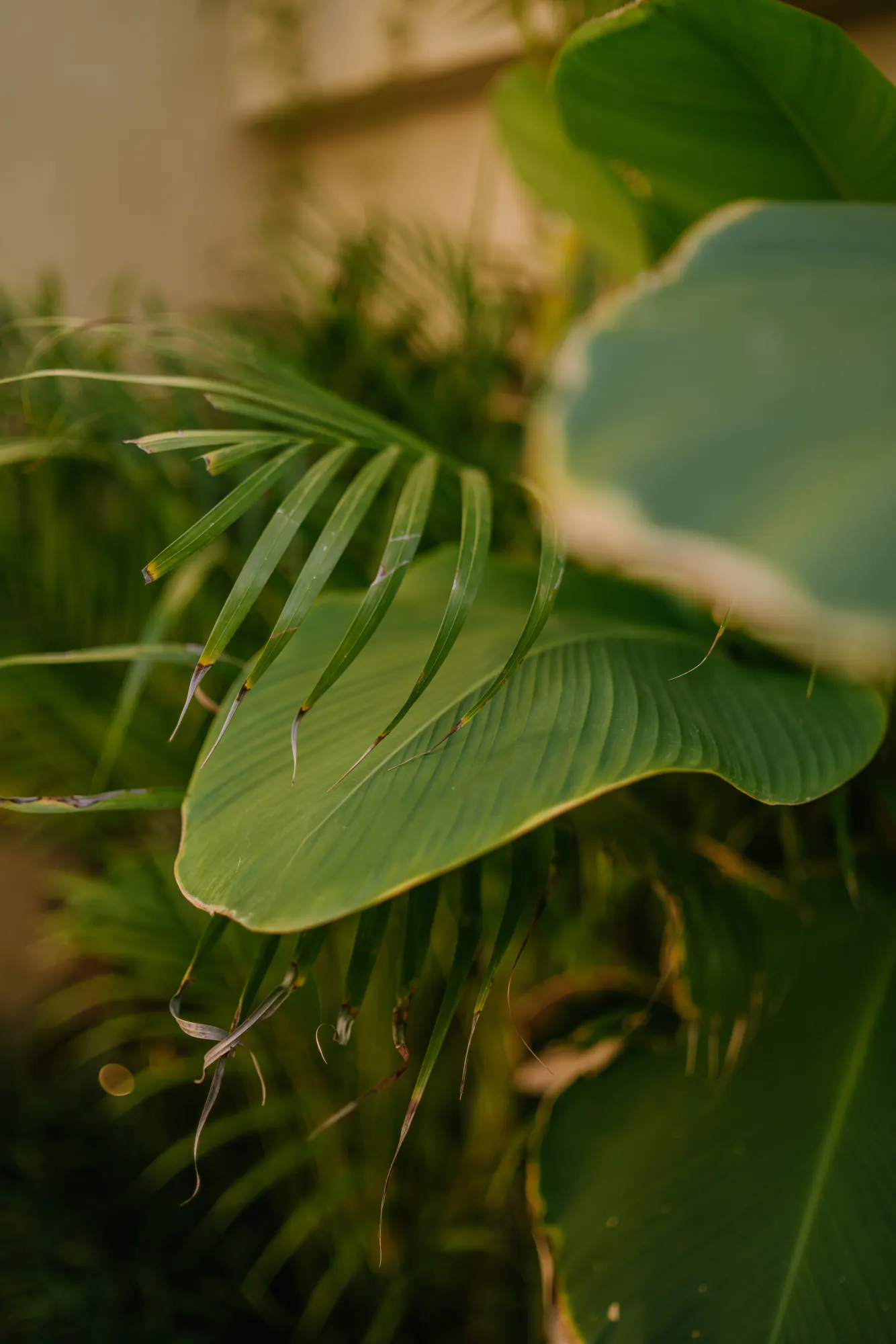 Detailed study of lush green plant leaves and tendrils