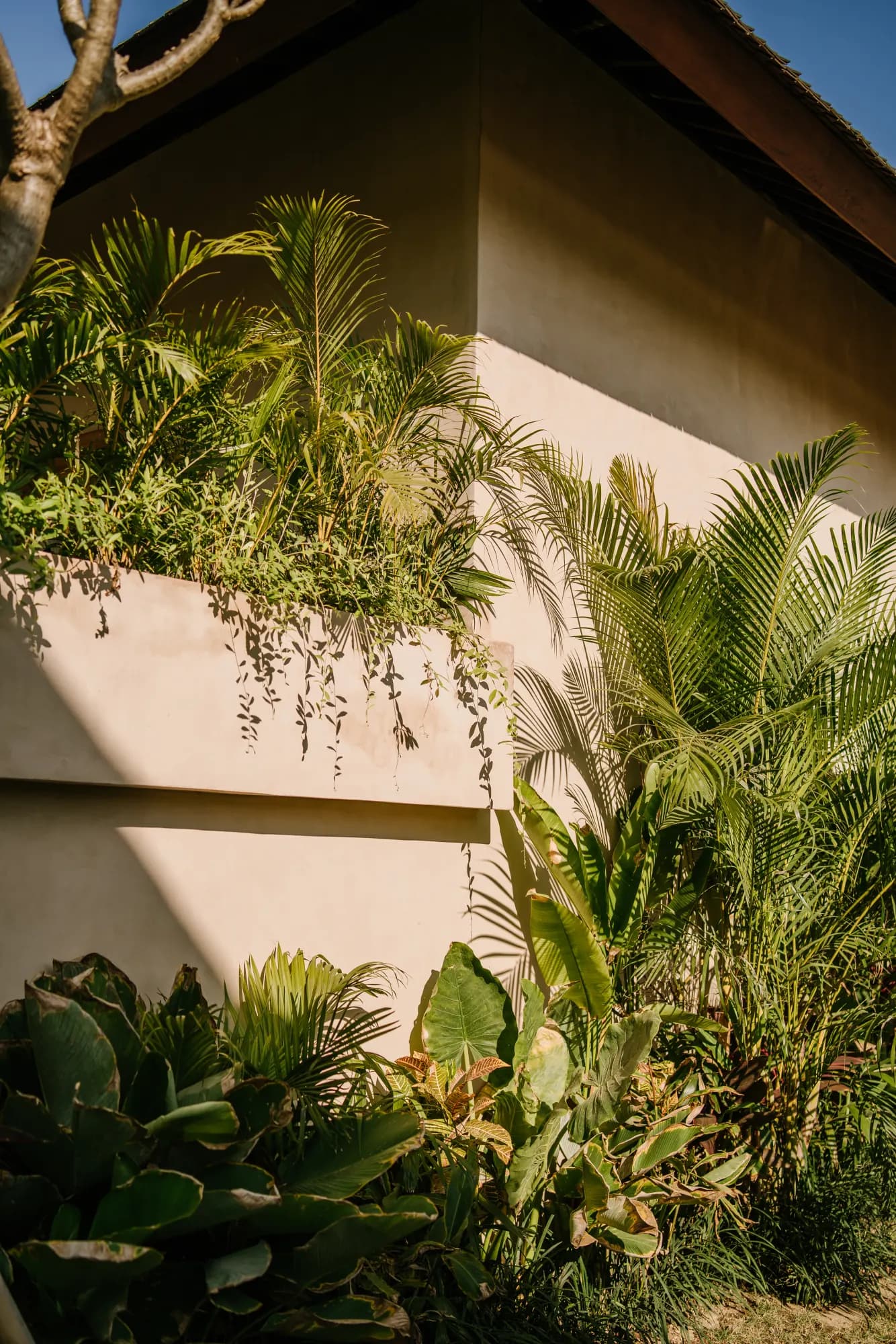 Building facade with cascading plants and shadows on wall